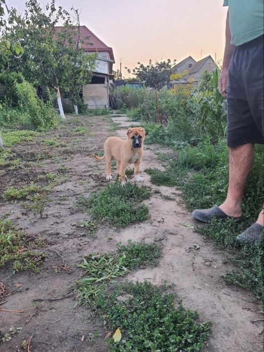 Продам щенки кавказские