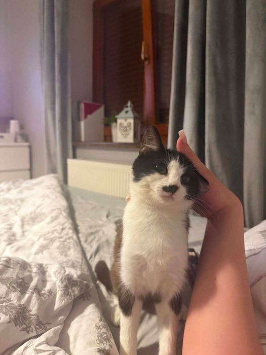 Kotka do adopcji
