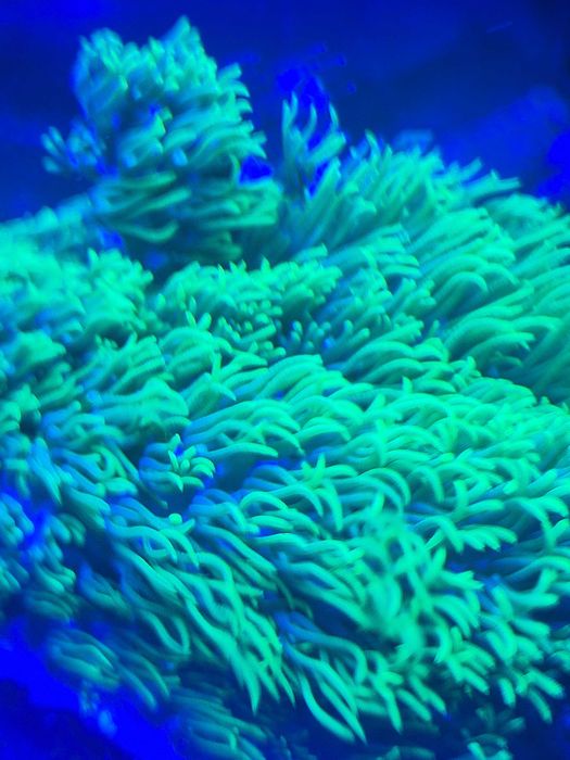 Briareum ultra fluo szczepki
