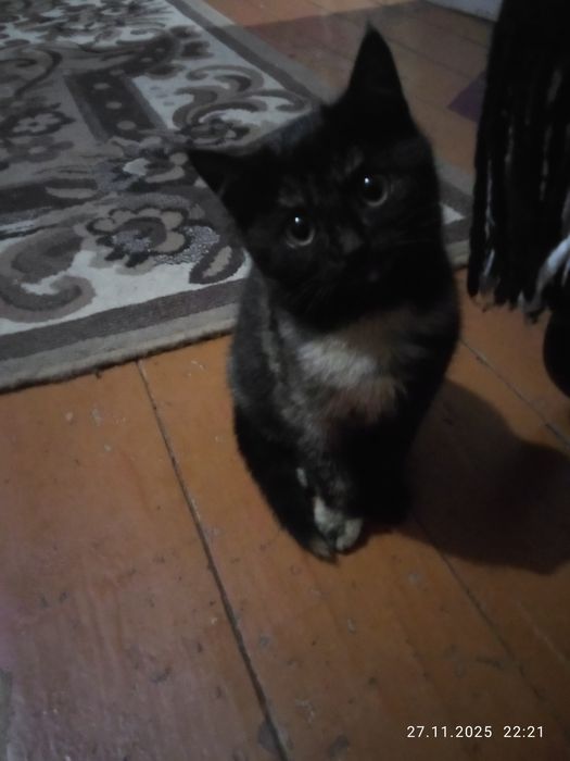 Отдам котят в хорошие руки.