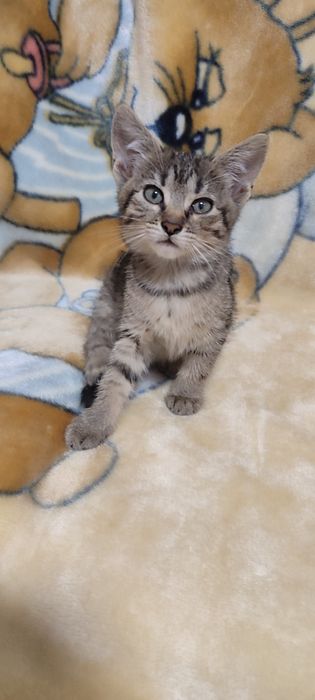 Віддам двох кошенят в добрі руки