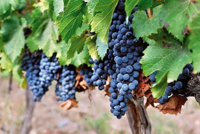 Vendo uvas na zona de Mirandela de varias qualidades