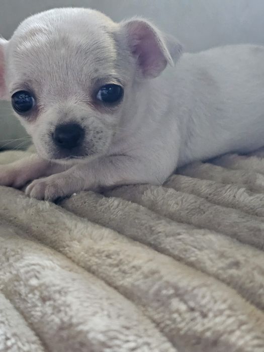 Chihuahua cabeça de maçã