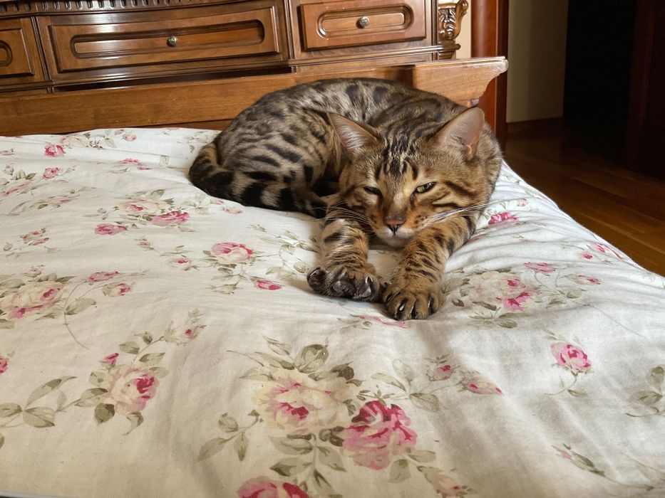 Вʼязка бенгальського кота