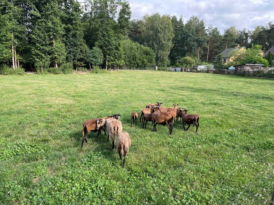 Sprzedam owce kameruńskie.