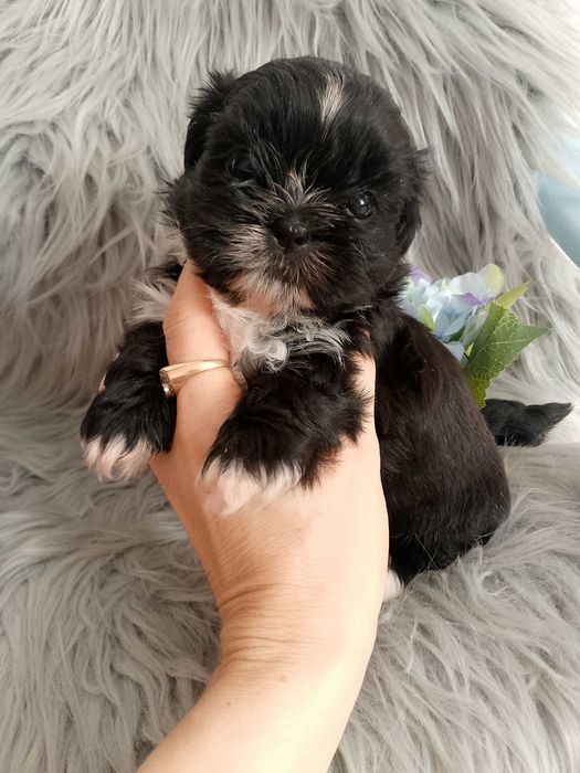 Śliczny piesek rasy Shih-Tzu