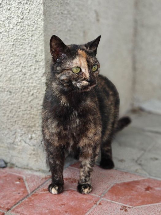 Гарна,ніжна киця шукає собі господяря з добрими руками!