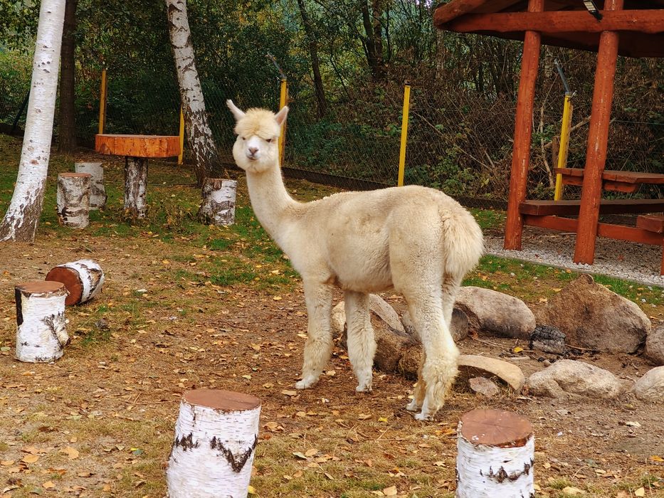 Alpaki,alpaka,samice