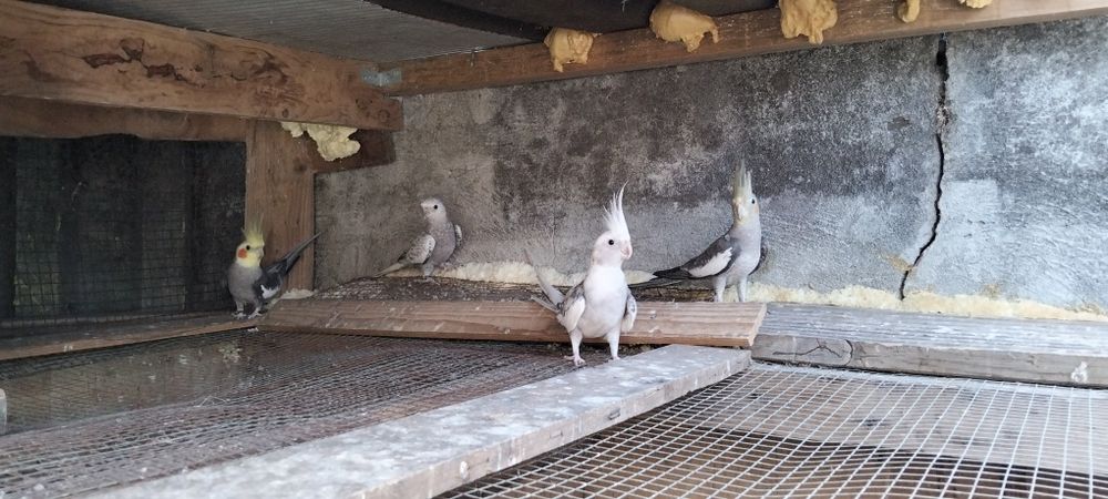 Caturras para vender