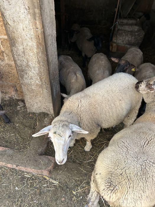 Animais de quinta ouvelhas