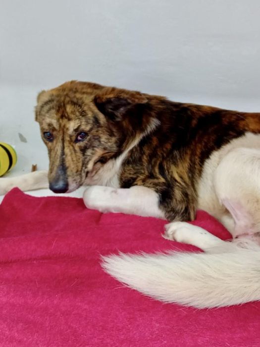 Macho jovem para adoção responsável