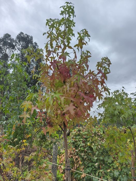 Liquidambar Styraciflua