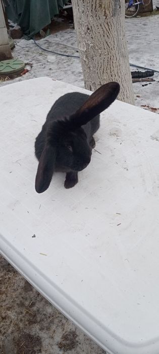 Króliki  Belgi Młode