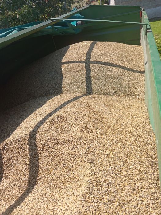 Owies jary odmiana Prokop