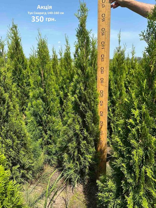 Туї Смарагд НАЙКРАЩА ЦІНА!!!