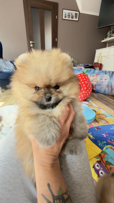 Piesek pomeranian
