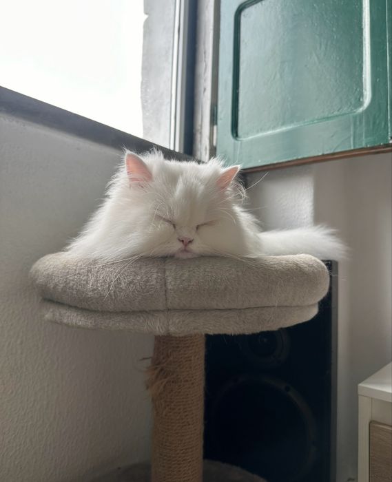 Passeios para cães e Pet Sitting (Primeira visita gratuita)