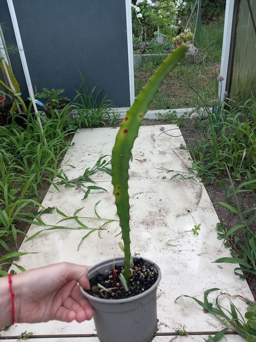Vendo pitaia amarela