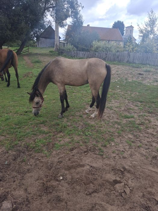 kuc walijski _ welsh pony COB  jelenia buckskin