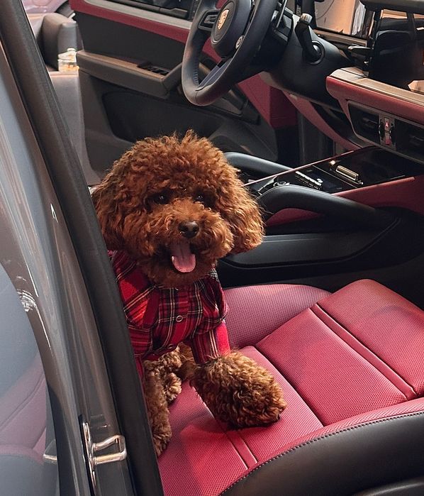 Вʼязка той пудель