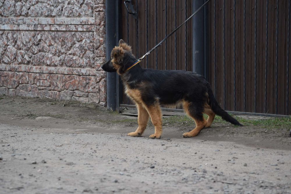 Готові до переїзду  КСУ 5 місяців