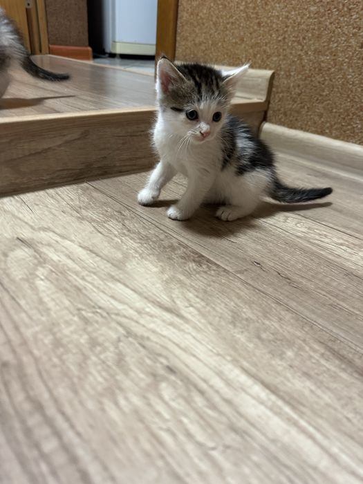Котики в добрі руки