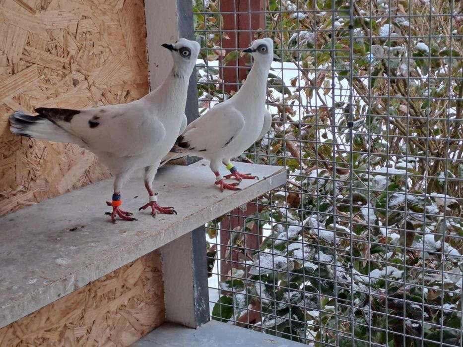 Gołębie ozdobne  Para wiedeńskich lotnych