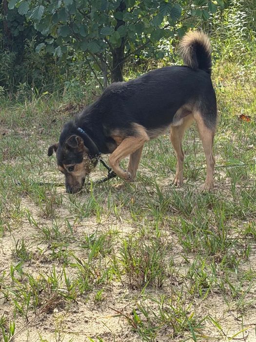 Niby bury, a jednak wesoły - mały Burek do adopcji