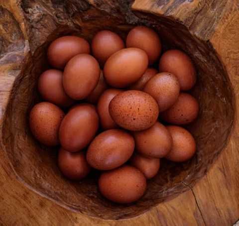 Najwyższej jakości świeże 100% jaja lęgowe Marans - Dark shell Wysyłka