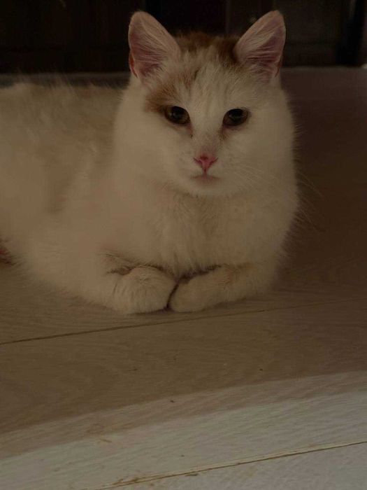 ніжний кіт,дуже лагідний котусик ,молодий котик