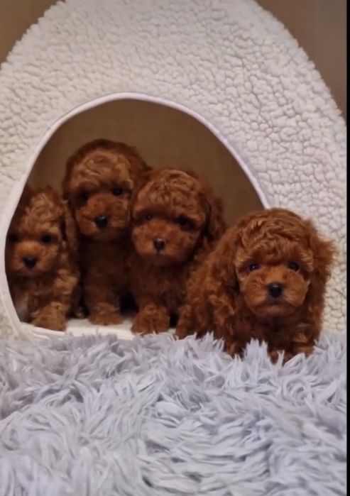 Хлопчикі  той пудель ред браун насичений,