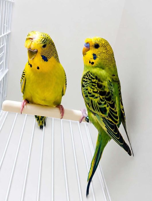 Casal de periquiros de poupa