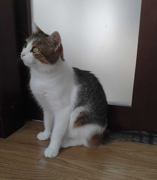 Красуня кішка з очима Мішель Мерсьє