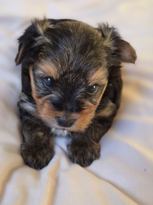 Yorkshire Terrier  pies