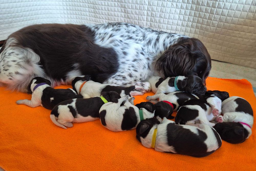 Mały Munsterlander szczenię z hodowli ZKwP/ FCI