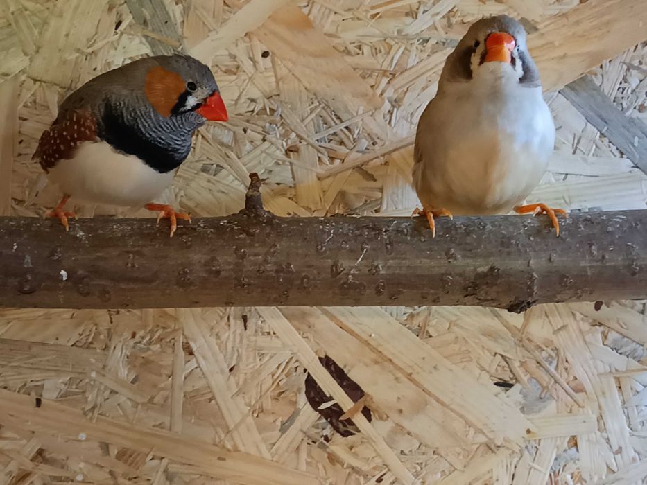 Sprzedam młode zeberki