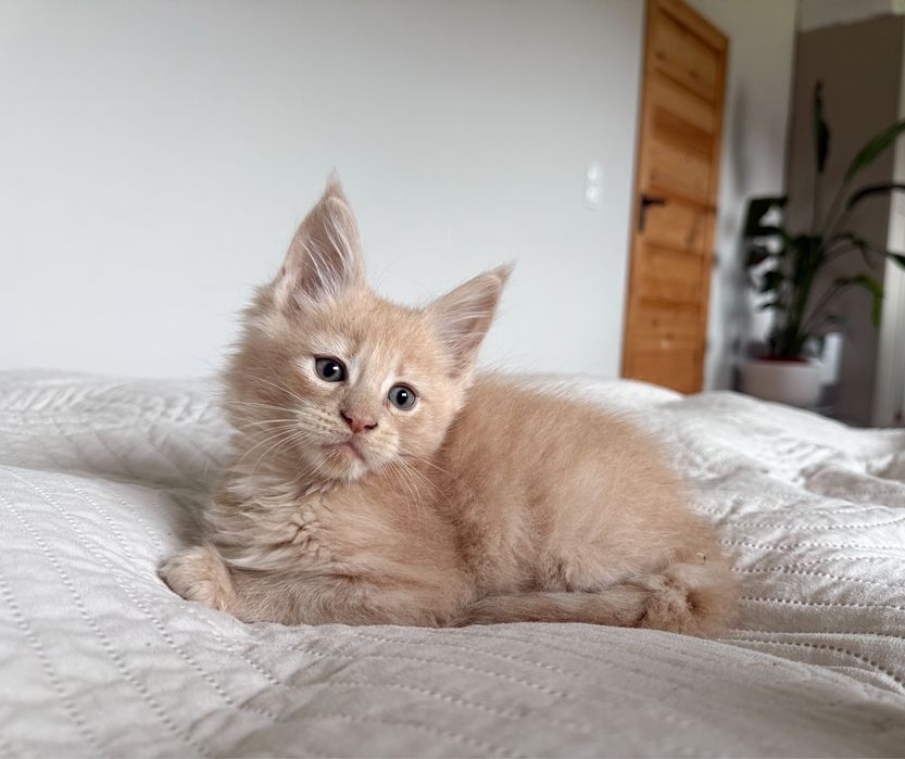 Kremowy kocurek Maine Coon