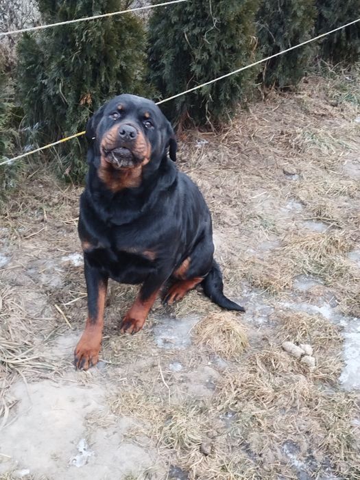 Rottweiler suczka