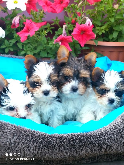 Мальчики и девочки бивер Йорка.