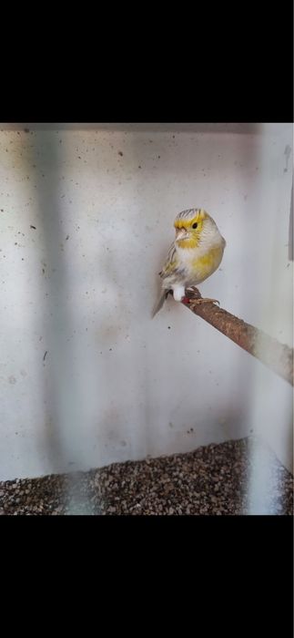 Canario agata opala amarelo mosaico