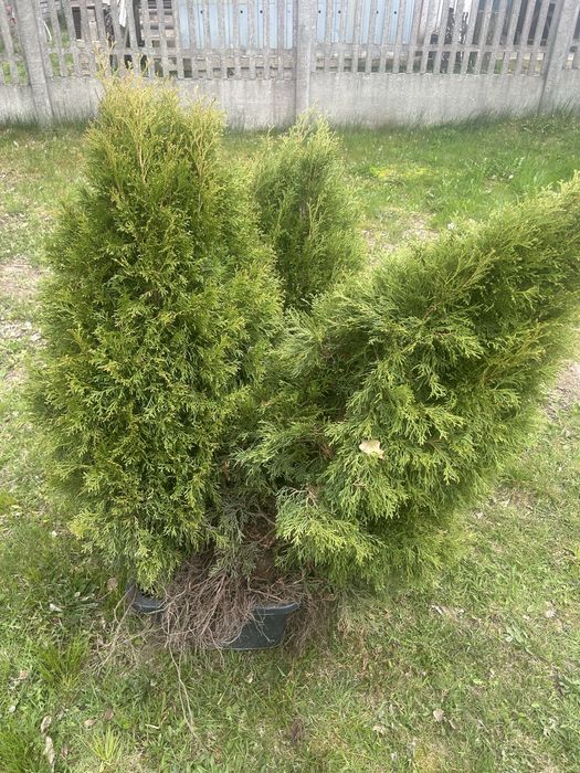 Tuje 3 sztuki komplet