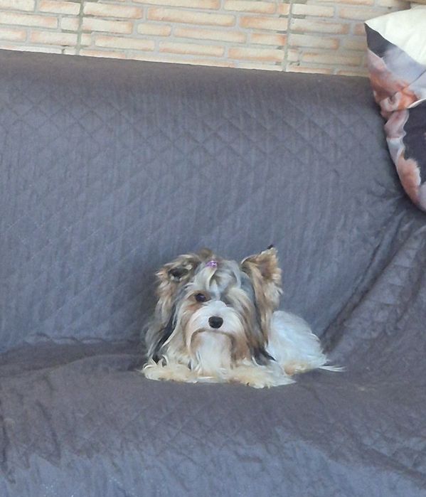 Biewer Terrier Macho Miniatura Registada PT3088FL FL
