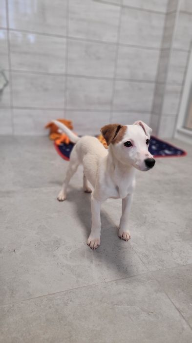 Jack Russell Terrier Szczeniak  Biało Brązowa Suczka