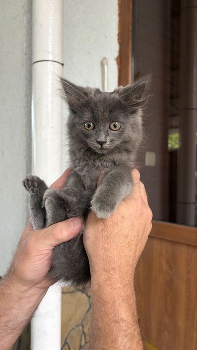 Отдам котят в добрые  руки бесплатно…… две девочки