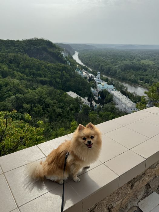 Ищу невесту