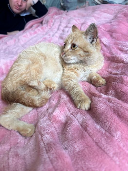 Кошеня 4 міс. в хороші руки