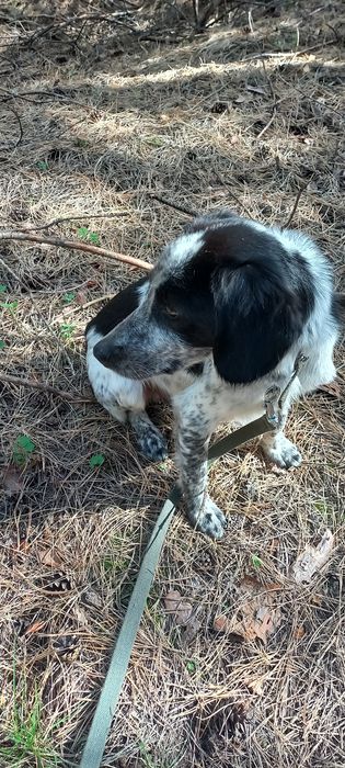 Красунчик шукає господарів