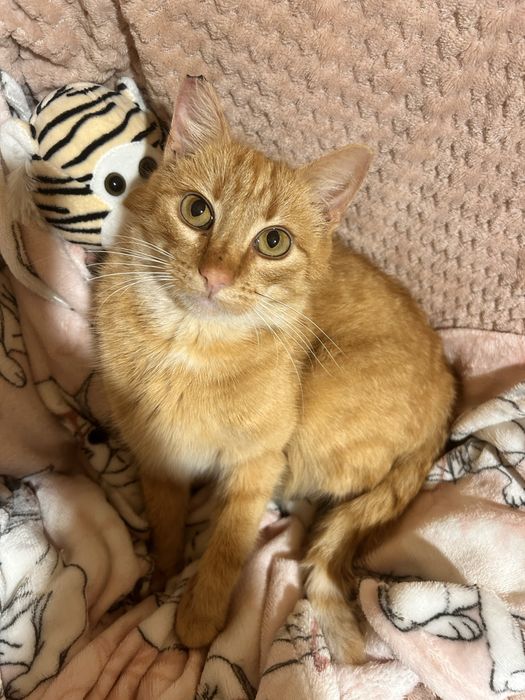 Rzadkość! Ruda koteczka szuka domu