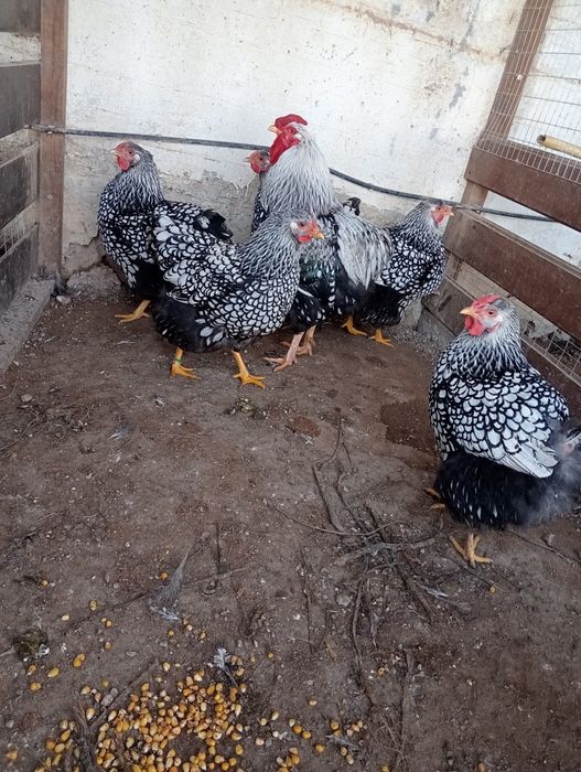 Ovos galados wyandote prata