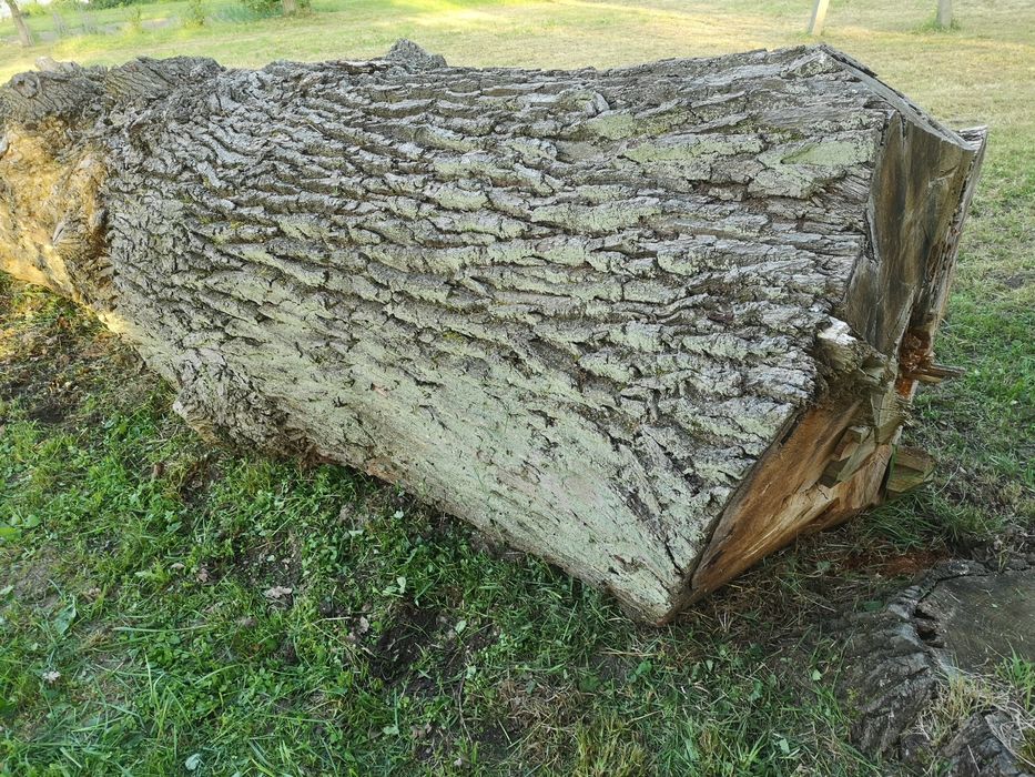 Sprzedam Kłoda dębu